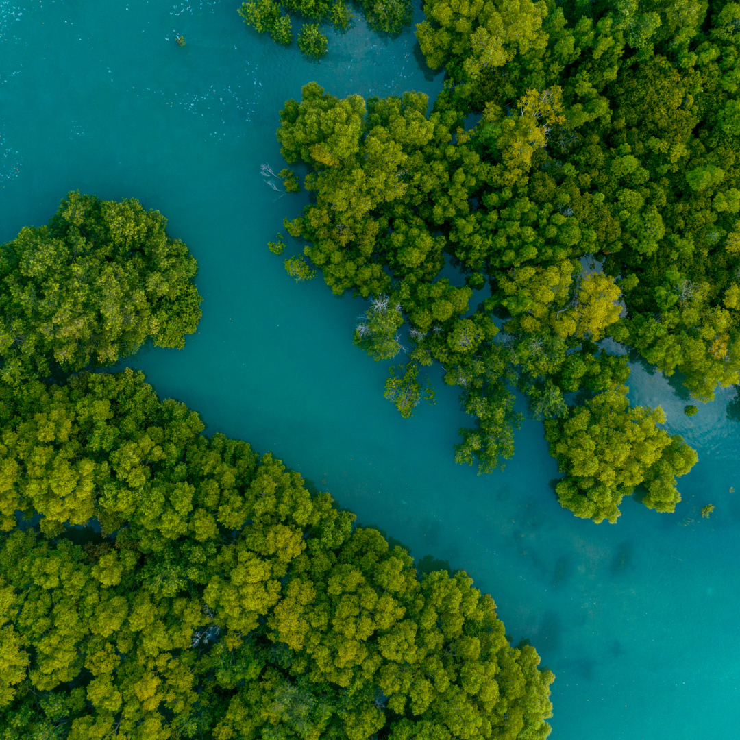 Soutenir Eden Reforestation Projects